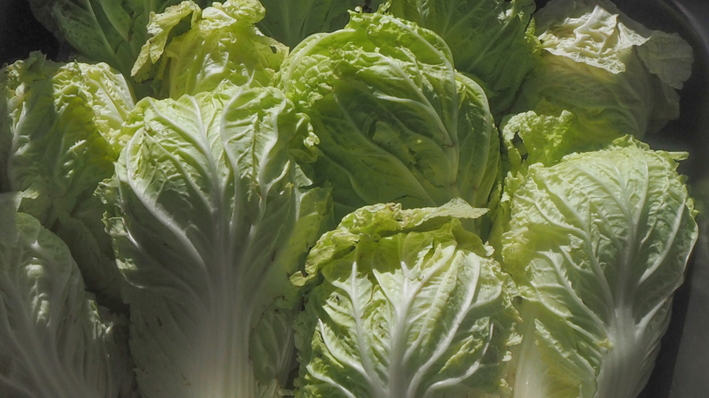 Fresh Chinese cabbage with crisp green leaves, perfect for healthy recipes and Asian cuisine.